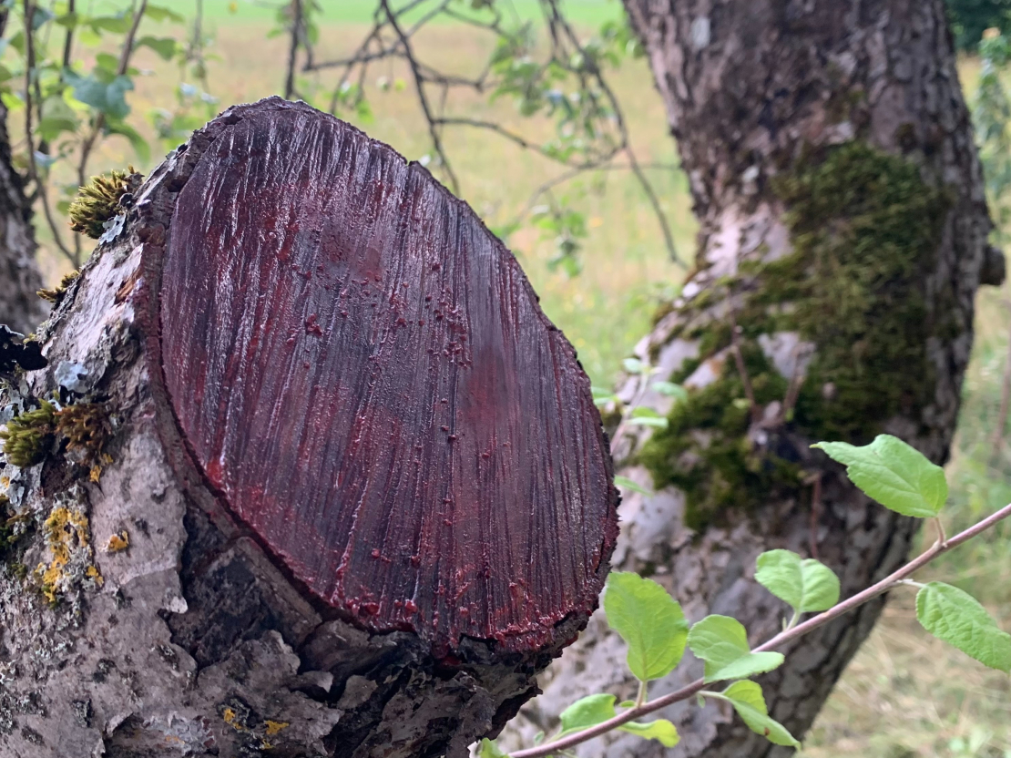 Ja brūce lielāka par 5cm diametrā, tā ir jāapstrādā.