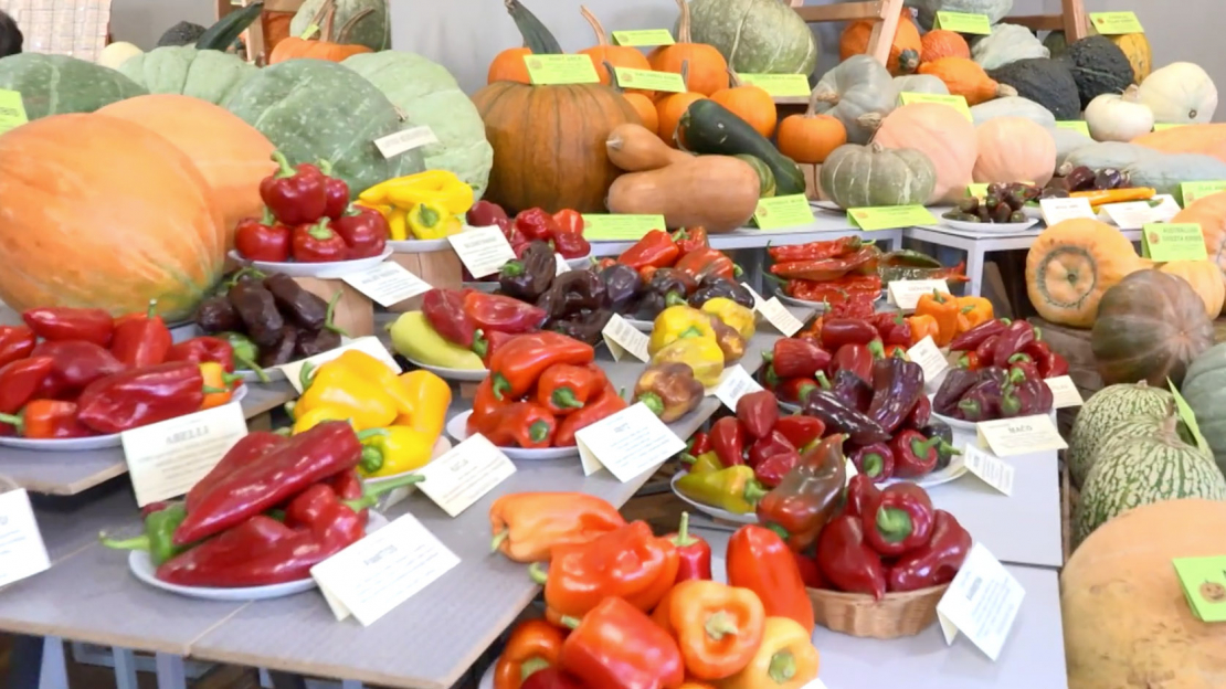 Izstāde "Ķirbjaugi un paprika 2025" Latvijas Nacionālā dabas muzejā.