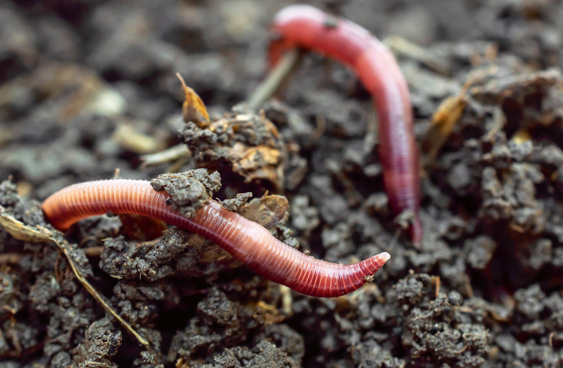 Slieku noderīgumu nedrīkst nenovērtēt.