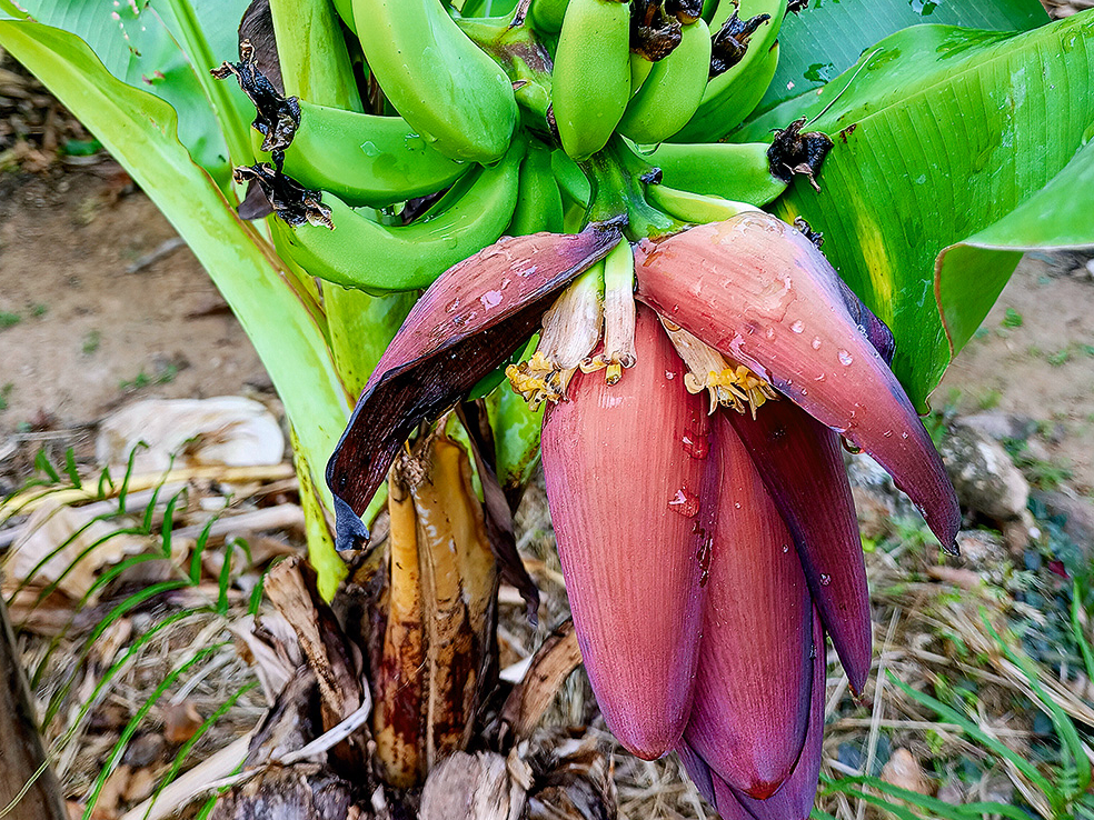 Pundurbanāns (Musa acuminata) ražo saldus ēdamus augļus.