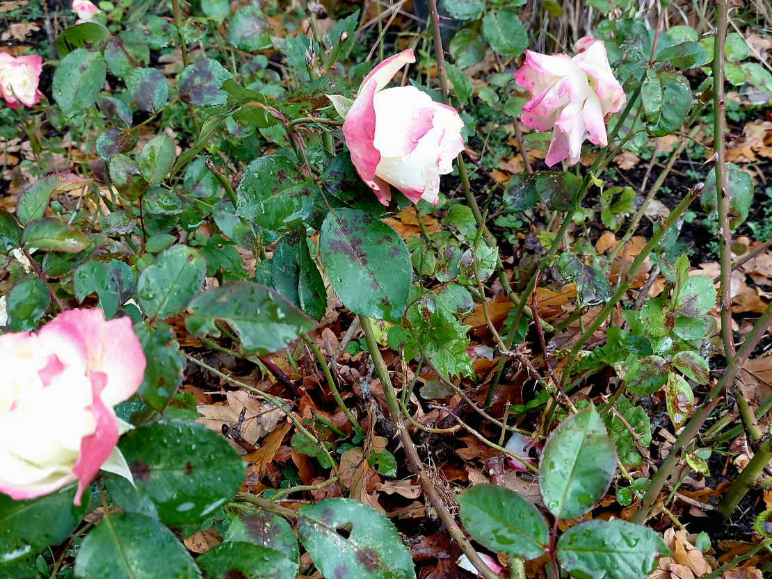 Rozes oktobra beigās.