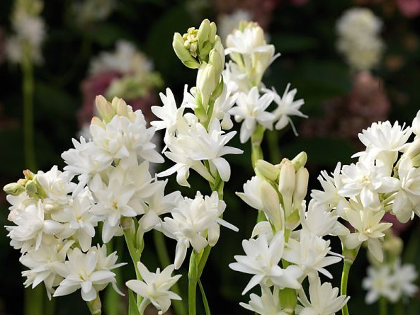 Tuberozes ‘The Pearl’.