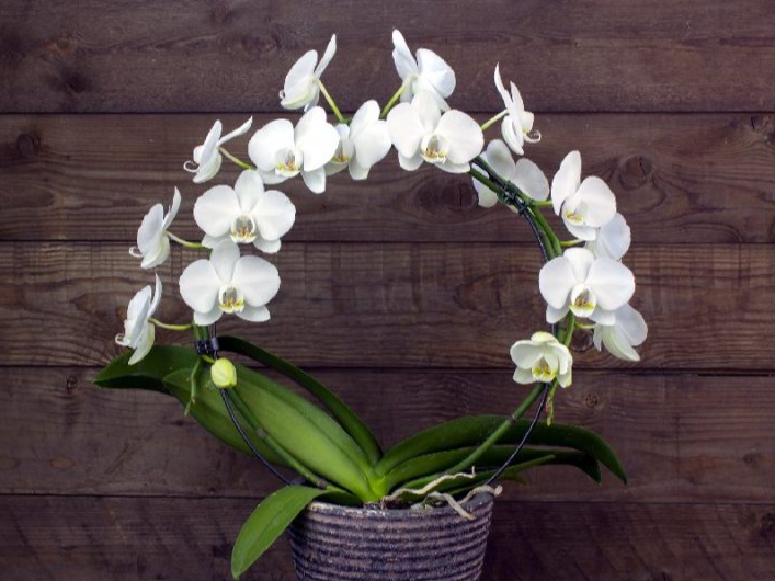 Falenopsis jeb orhideja.