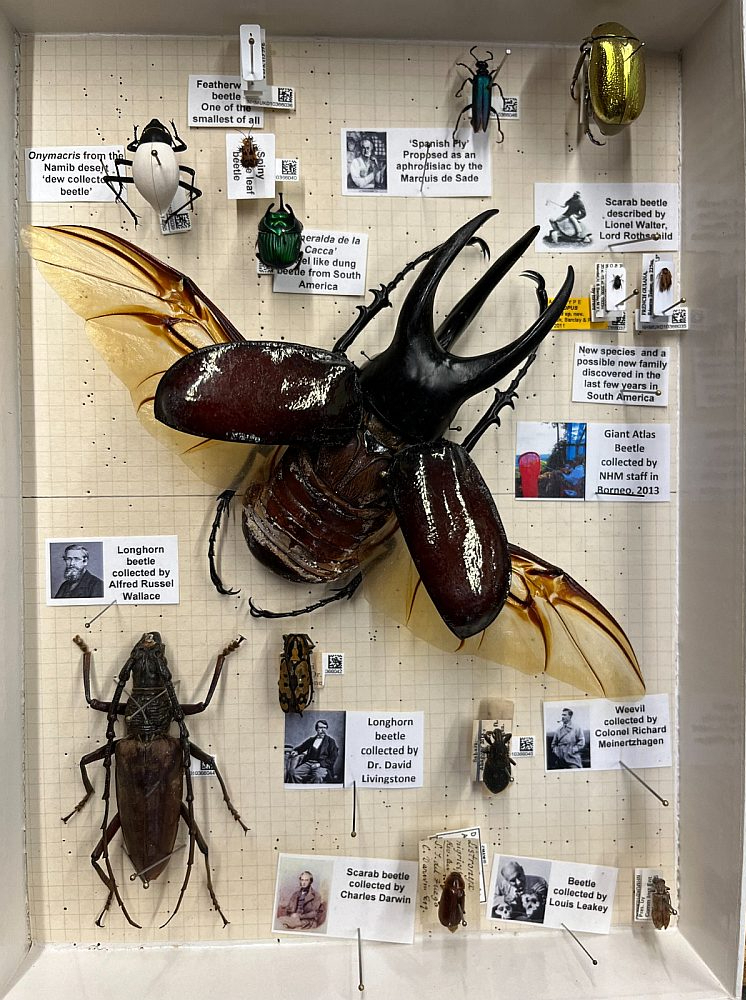 Ieskaits vienā no Londonas Dabas vēstures muzeja vaboļu kolekcijas kastēm. Te ir redzamas vaboles, ko ievākuši ievērojami zinātnes spīdekļi – Čārlzs Darvins, Alfrēds Rasels Volless, Dāvids Livingstons.