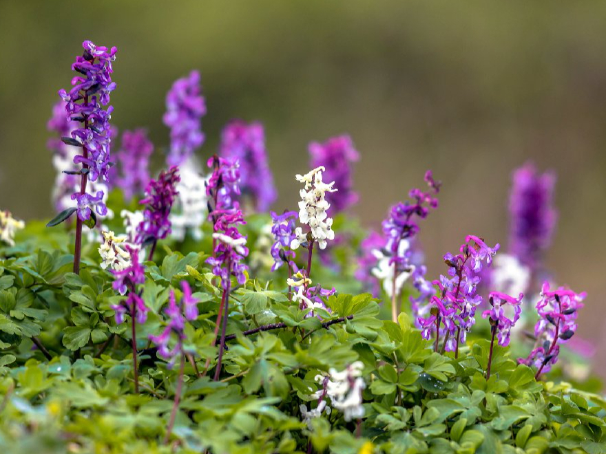 Nezāles cīrulīši.