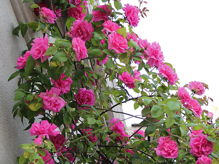 Roze 'Zephirine Drouhin'.