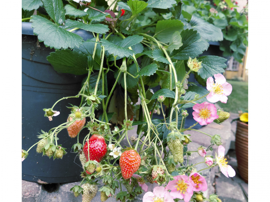 Dekoratīvās zemenes.