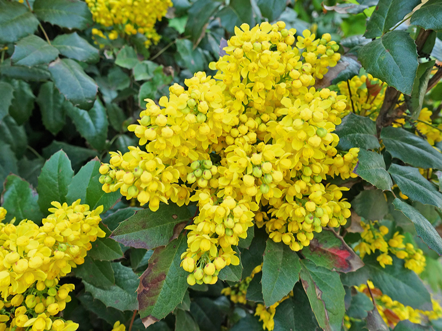 Pavasarī mahonija zied spilgti dzelteniem, smaržīgiem ziediem, kas izkārtoti ķekaros.