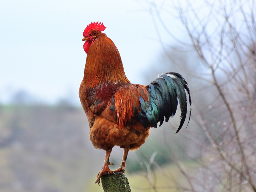 Mārtiņdienas simbols - gailis.