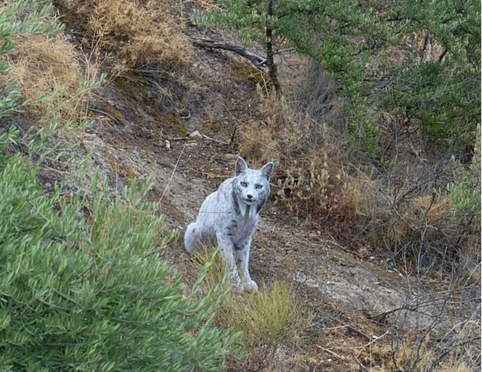 Ibērijas lūsis, latīniski Lynx pardinus.