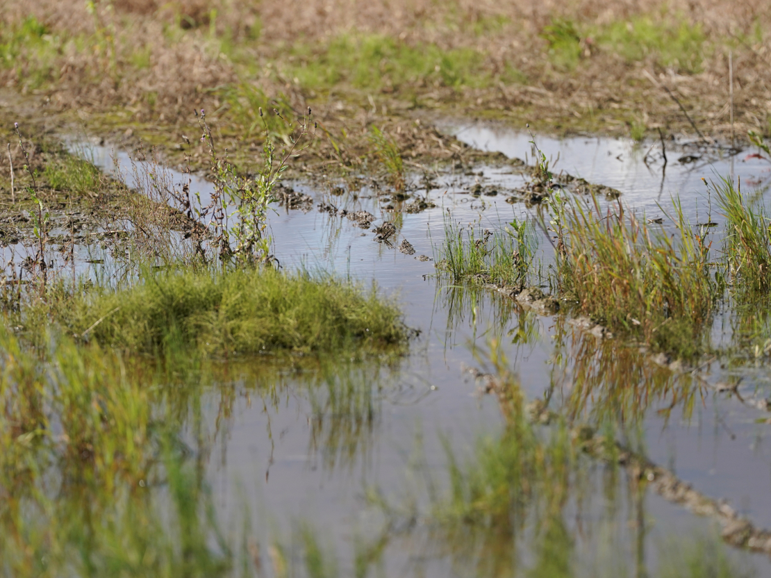 Applūdis labības lauks Madonas pusē.