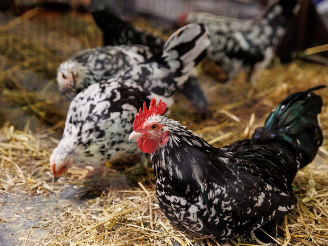 Izstādē "Zoo Expo 2025".