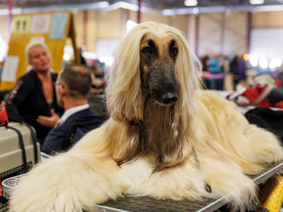 Izstādē "Zoo Expo 2025".