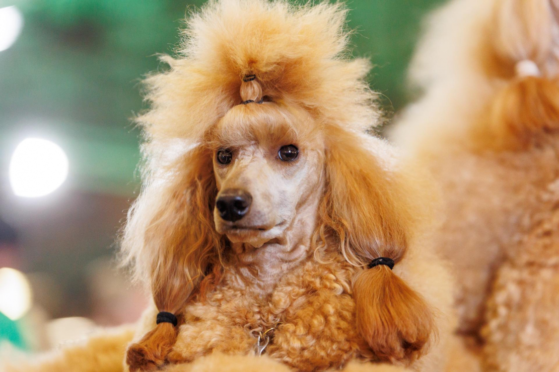 Izstādē "Zoo Expo 2025".