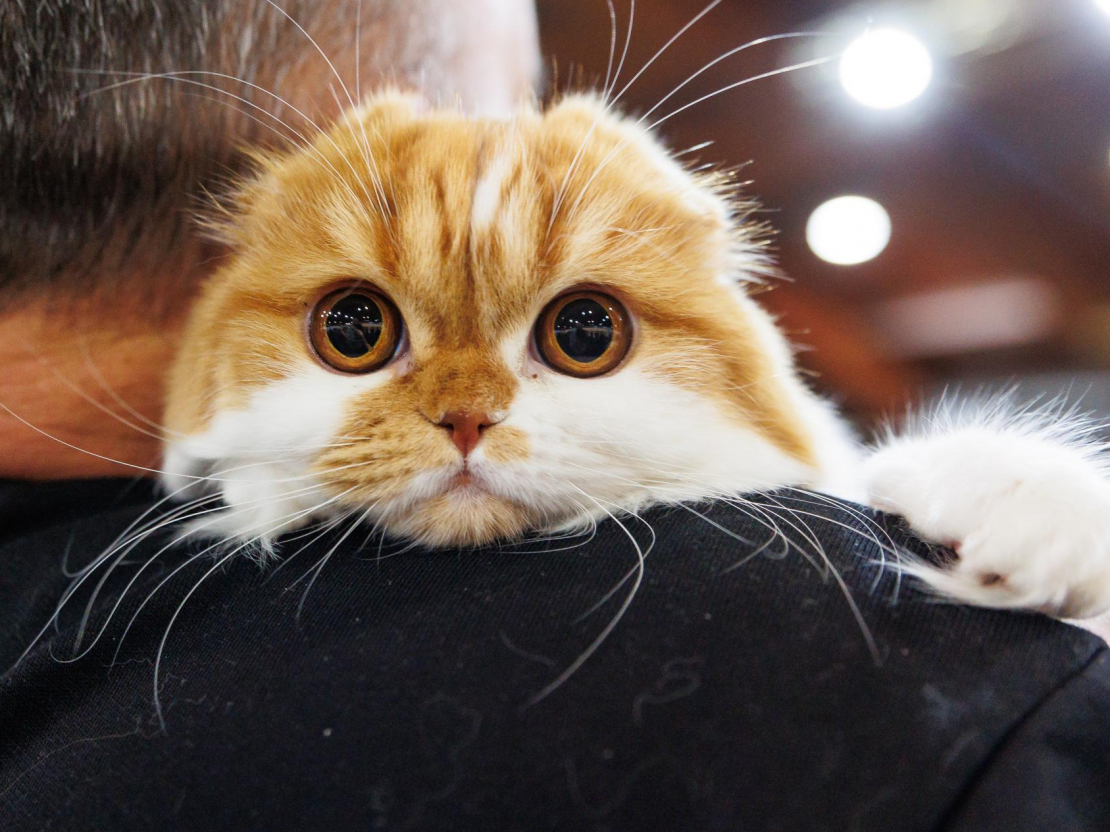 Izstādē "Zoo Expo 2025".