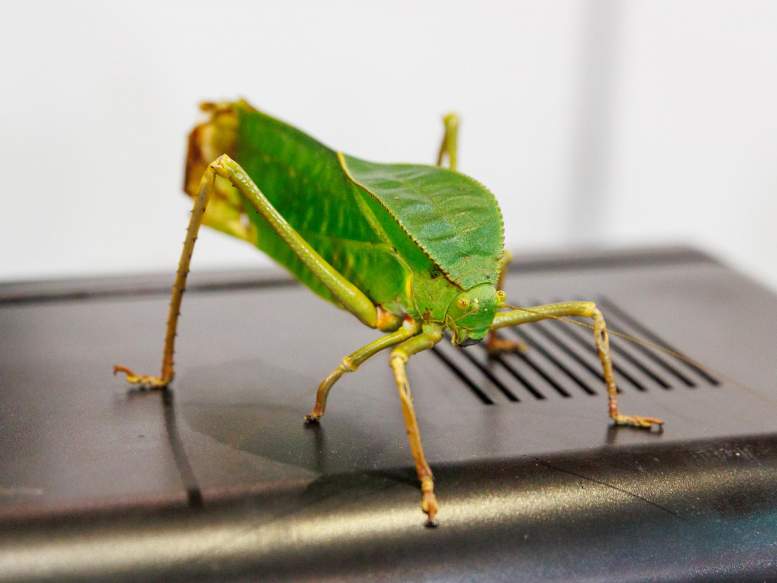 Izstādē "Zoo Expo 2025".