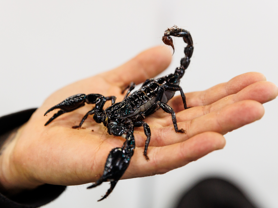 Izstādē "Zoo Expo 2025".