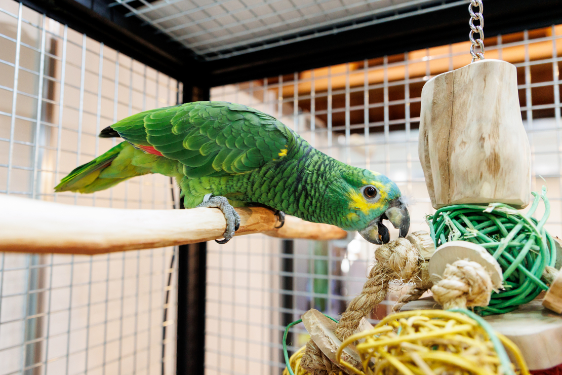 Izstādē "Zoo Expo 2025".