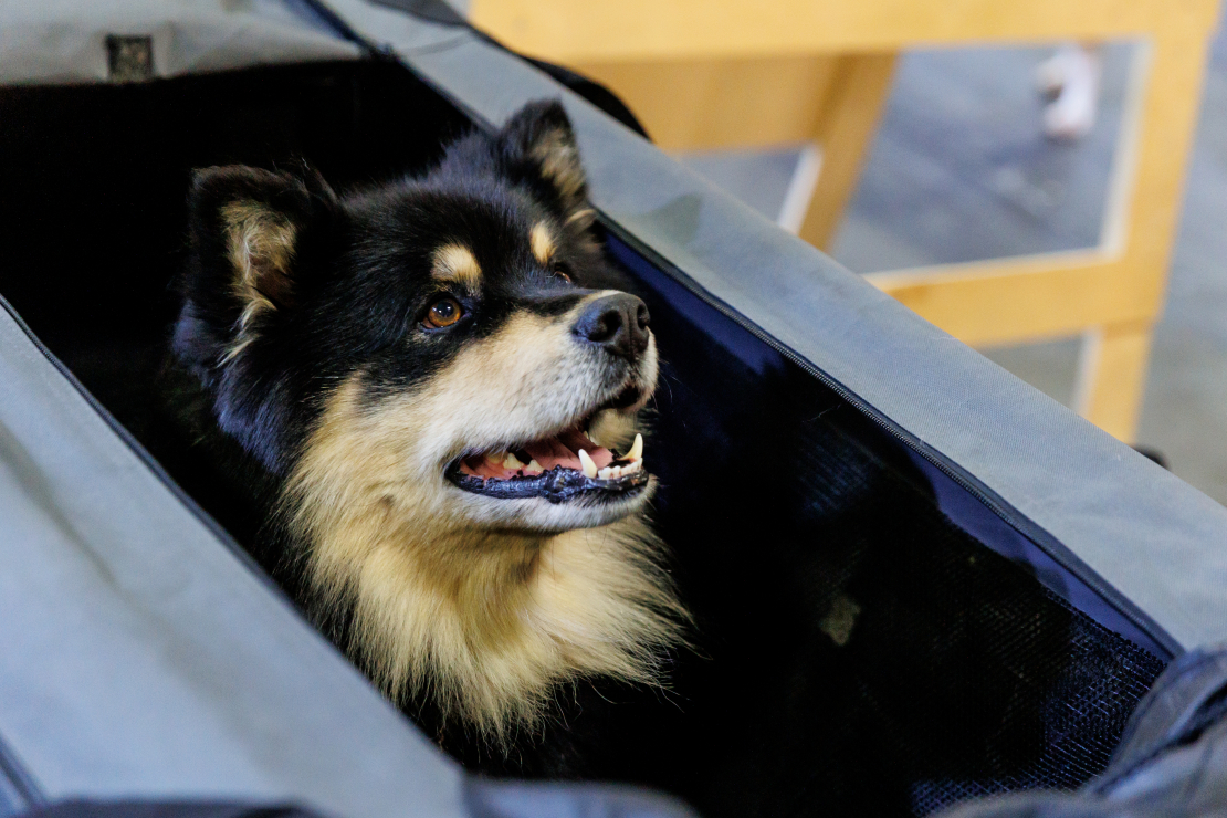 Izstādē "Zoo Expo 2025".