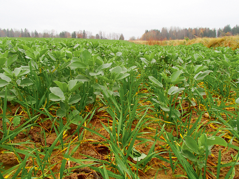 Sārņaugs pāraudzis kviešus.