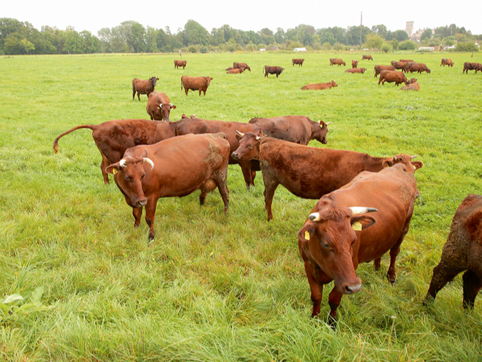 LB šķirnes gotiņu pienā ir augsts olbaltumvielu īpatsvars, vidēji 3,6%, un arī liels tauku daudzums. No LB šķirnes govju piena varētu ražot īpašus produktus – sieru, biezpienu, krējumu.