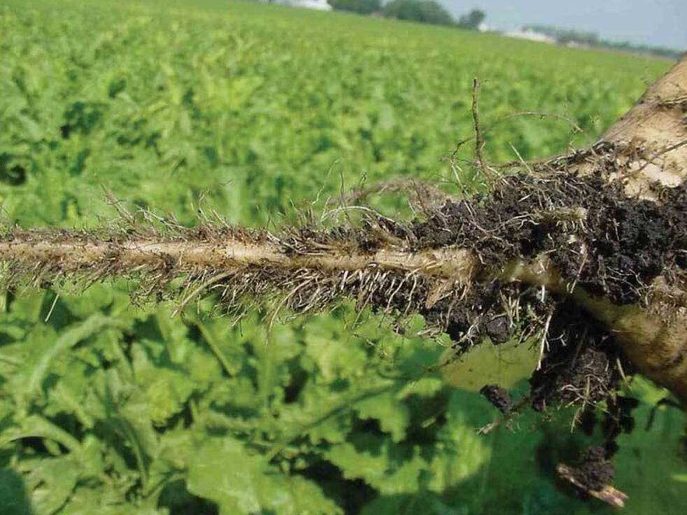 Stipri inficētos laukos uz bietēm savairojas daudz daļēji nekrotizētu mazu saknīšu (angliski tos sauc par sāls un piparu bārdu), kas arī devis nosaukumu slimībai (rizomanija – sakņu trakums).