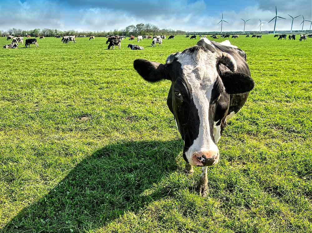 Šī gada 31. oktobrī dāņu laikraksts "Jyllands-Posten" publicēja rakstu, kurā vēstīja, ka daudzi dāņu zemnieki satraukušies – viņu govis atsakās ēst, samazinās to piena ražība, dzīvnieki novājē, dažos gadījumos pat sabrūk vai arī saimnieki spiesti tās likvidēt. Zemnieku aizdomas kritušas uz piena govju lopbarības piedevu "Bovaer", ko no oktobra sākuma visiem piena govju īpašniekiem Dānijā bija jāsāk lietot obligāti.