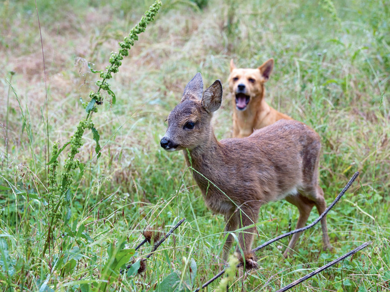Kāpēc medniekiem nepatīk, ka suņi dzenā stirnas, lapsas un citus dzīvniekus.