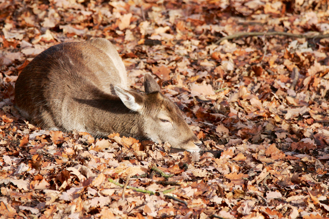 Dažas slimības ir nāvējošas ne tikai dzīvniekiem.