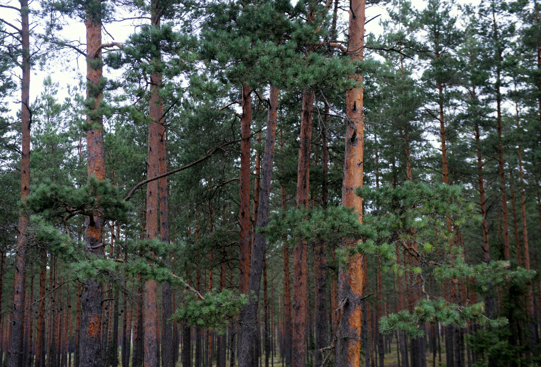 Priežu mežs. Ilustratīvs foto. 