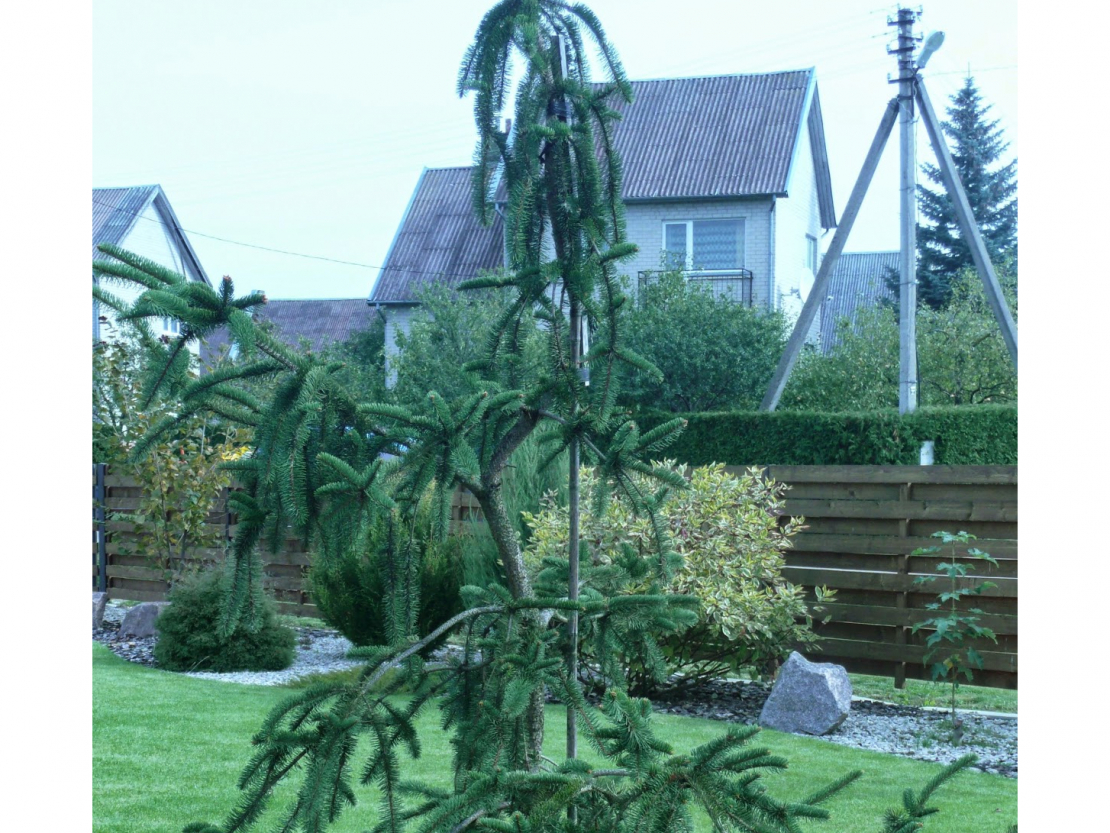 Čūskegle 'Virgata'.