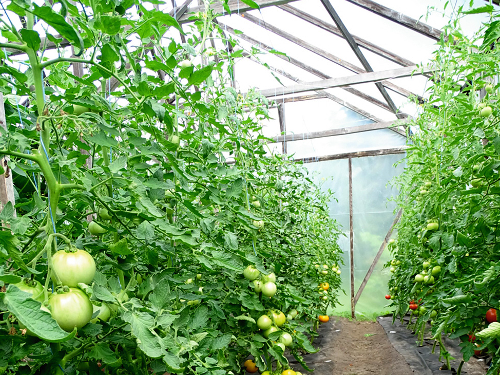 Indeterminantie tomāti var pārsniegt divu metru garumu, tāpēc tiem nederēs nelielas zemas siltumnīcas.