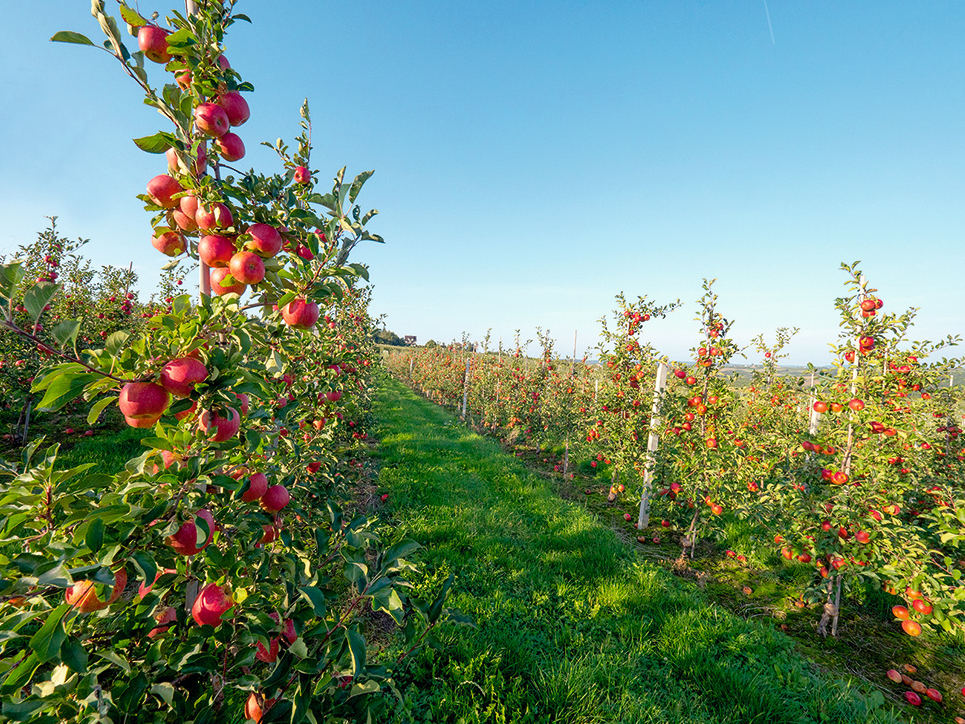 Komercdārzos ābeļu mūžs nav garš.