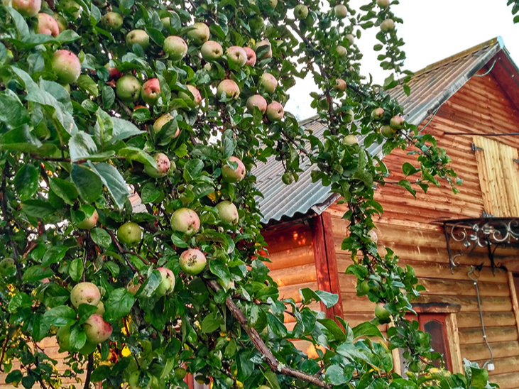 Vecās ābeles pie lauku mājām auga lēni, toties dzīvoja pat gadsimtu.