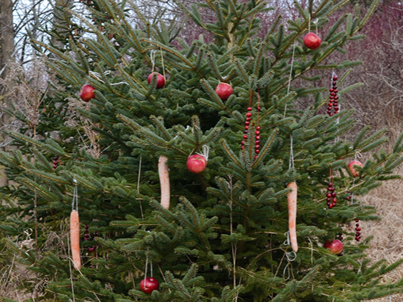 Šajā eglītē iekārtie āboli un burkāni būs labs cienasts dzīvniekiem.