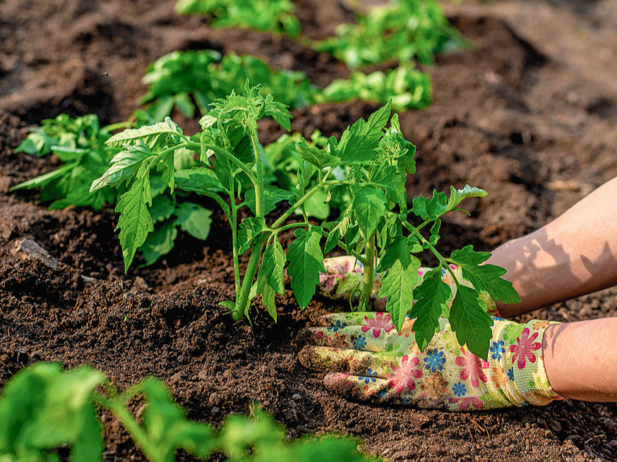 Pareizi sagatavota kūdrainā augsne ir piemērota tomātu audzēšanai.