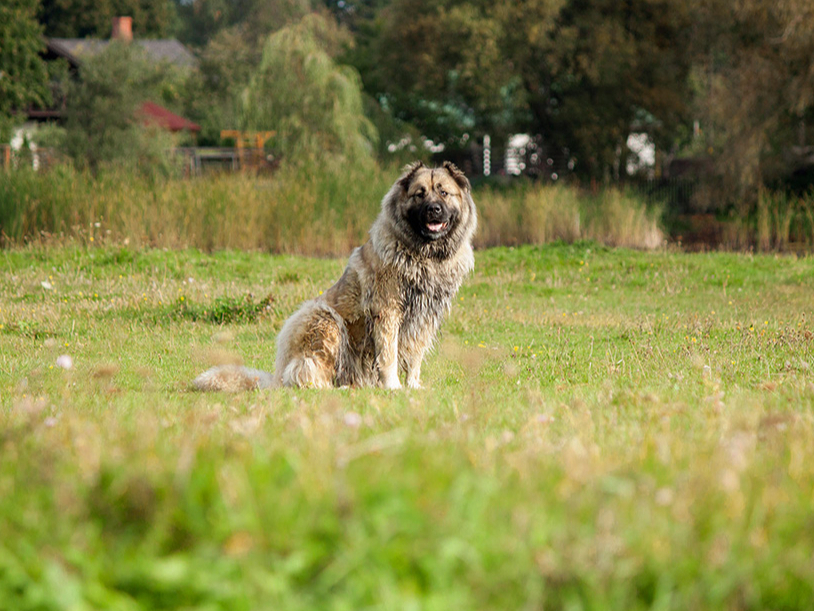 Kaukāza aitu suņiem piemīt iedzimts sargāšanas instinkts, tomēr šai šķirnei vajadzīgs pieredzējis un pārliecināts saimnieks.
