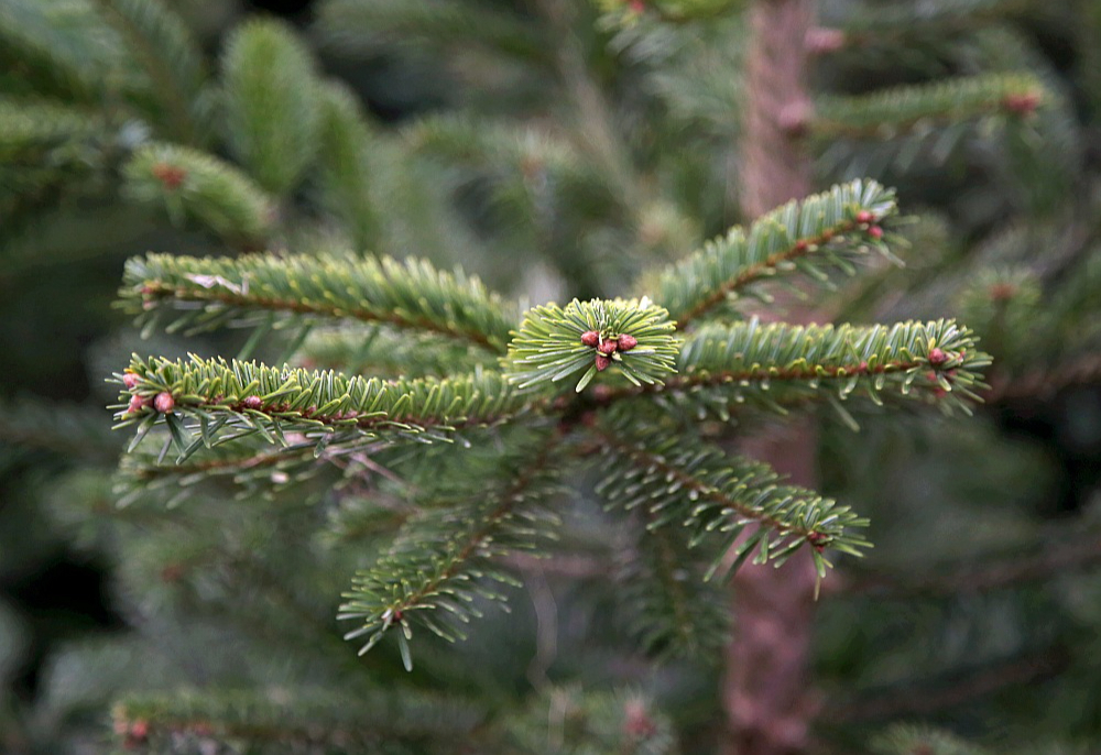 Svētku eglīti, ko pārnest mājās, "Latvijas valsts mežos" droši var meklēt meža ceļu malās, kvartālstigās, grāvju malās, zem elektrolīnijām, kā arī pieaugušā mežā zem lielajiem kokiem. Izvēlētās eglītes augstums nedrīkst būt lielāks par trim metriem, bet celma diametrs nedrīkst pārsniegt 12 cm.