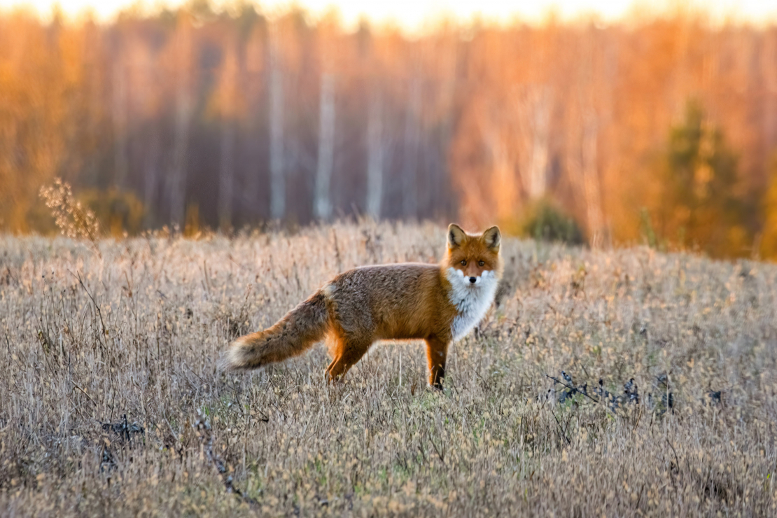 Mednieku kalendārs — decembris 2025.