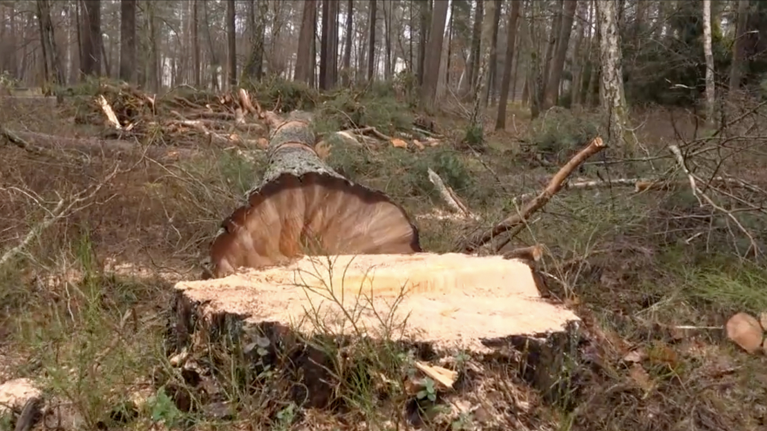 Nozāģētās priedes izmēri liecina, ka tā varētu būt bijusi dižkoks,
