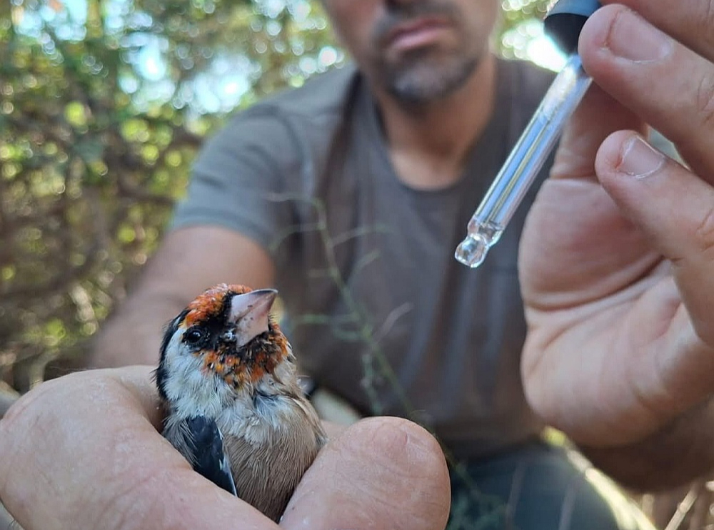 Atbrīvots dadzītis Kiprā saņem pirmo palīdzību – ūdeni.