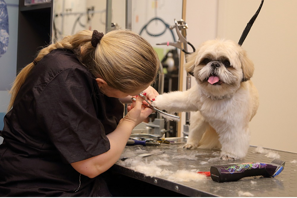 Arī suņi un kaķi iet pie friziera.