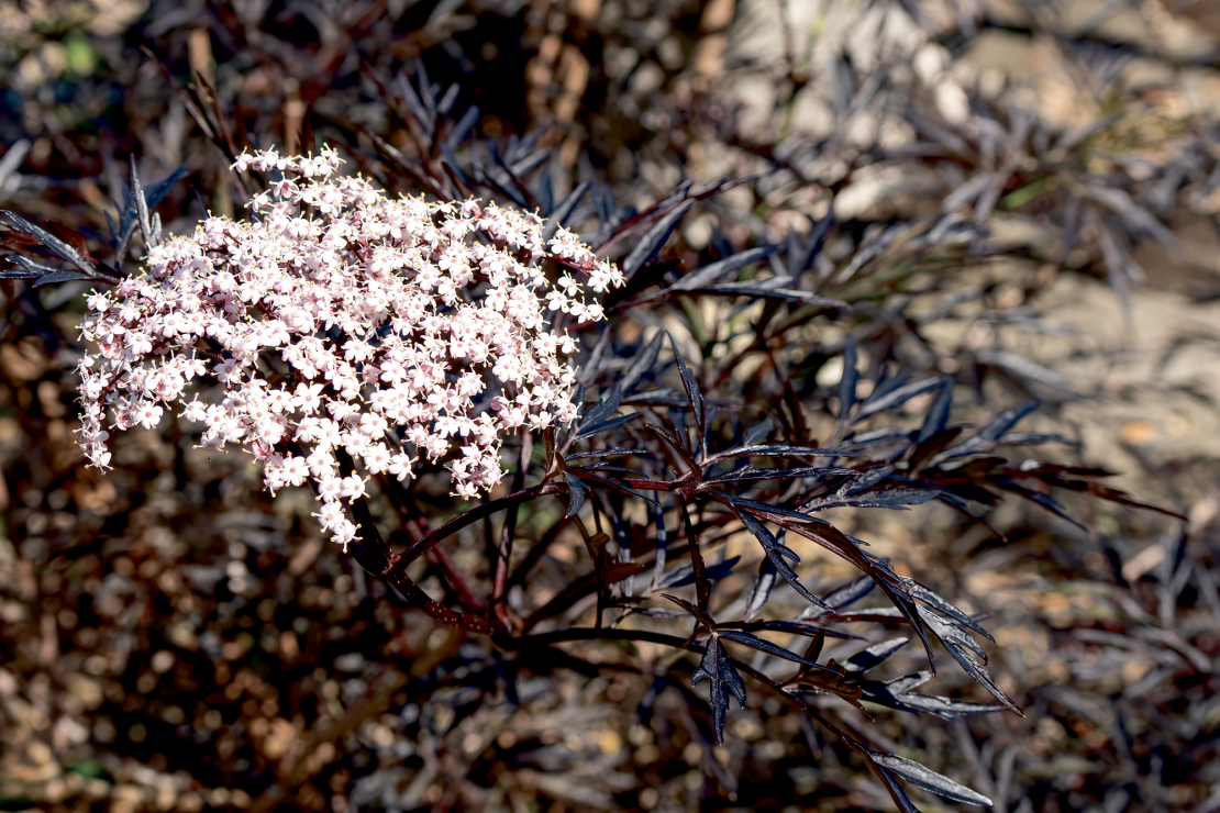 Melnais plūškoks (Sambucus nigra).