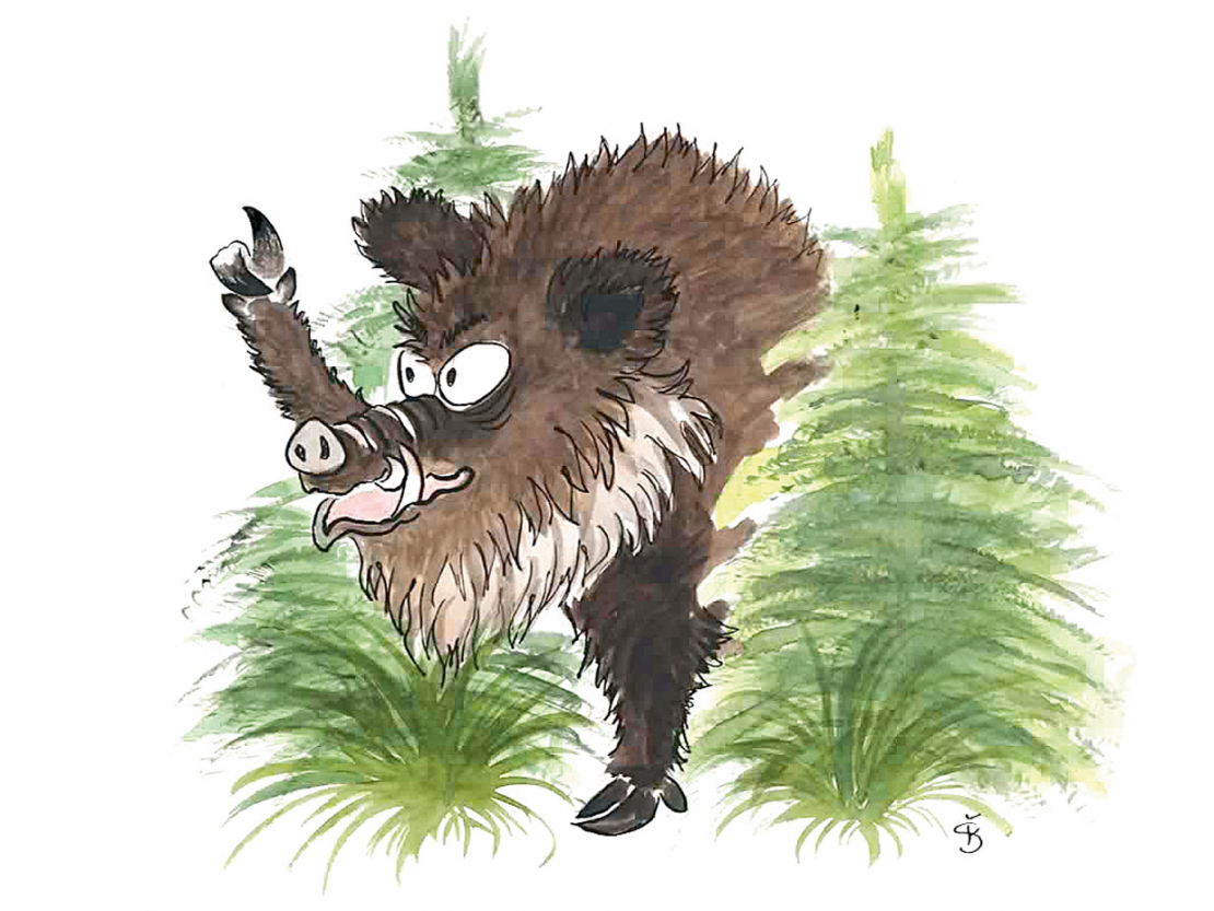 Pēkšņi no biezokņa pavisam blakus man parādījās liela galva… Sirma, masīva, acis kā pogas, deguns tvaikoja. Tas bija kuilis, kam pat lācis dotu ceļu!