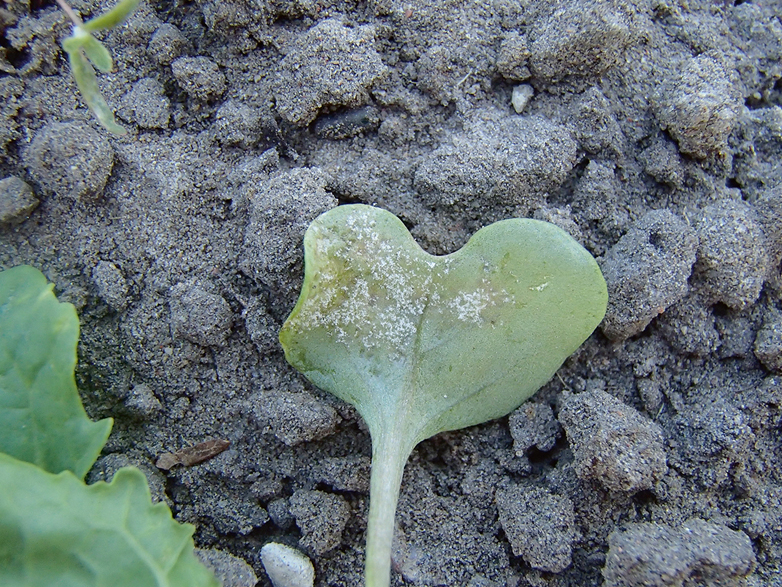 Rapšu neīstā miltrasa.
