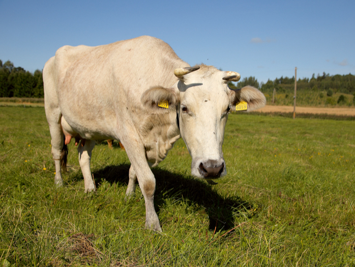 Latvijas Zilā govs ir viena no astoņām apdraudētajām kultūrvēsturiskajām Latvijas lauksaimniecības dzīvnieku šķirnēm, kuras turēšana tirgus ekonomikas apstākļos zemākas ražības un citu rādītāju dēļ bez papildu atbalsta, visticamāk, nozīmētu šķirnes izzušanu.