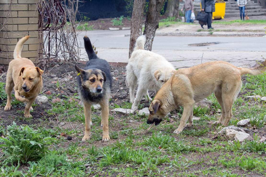 Suņi ir cilvēka draugi, bet klaiņojoši suņi kļūst par draudu savvaļai, ja cilvēks nespēj uzņemties atbildību.