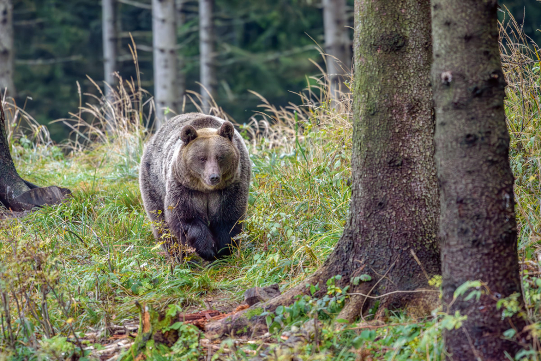 Lācis Latvijā nav medījams!