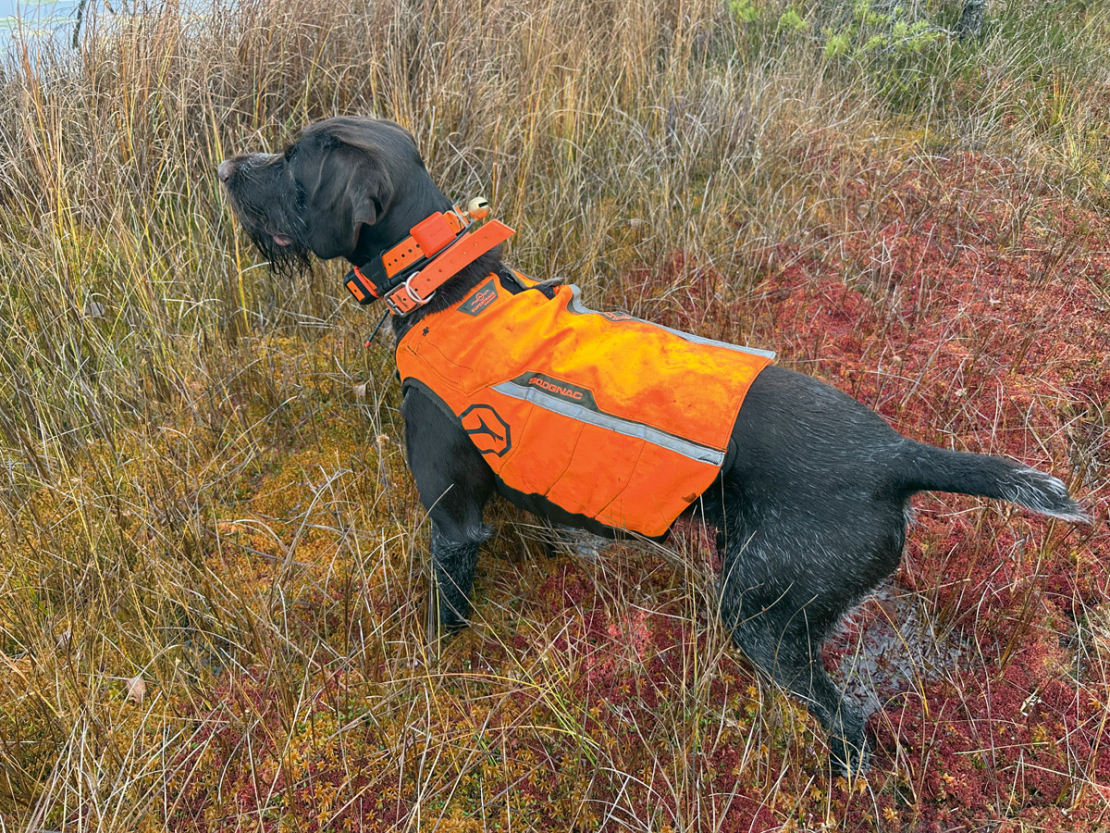 Šīs vestes ražo Francijas uzņēmums "Solognac", un tās var iegādāties interneta veikalā "decathlon.lv" vai "Decathlon" veikalos Rīgā.