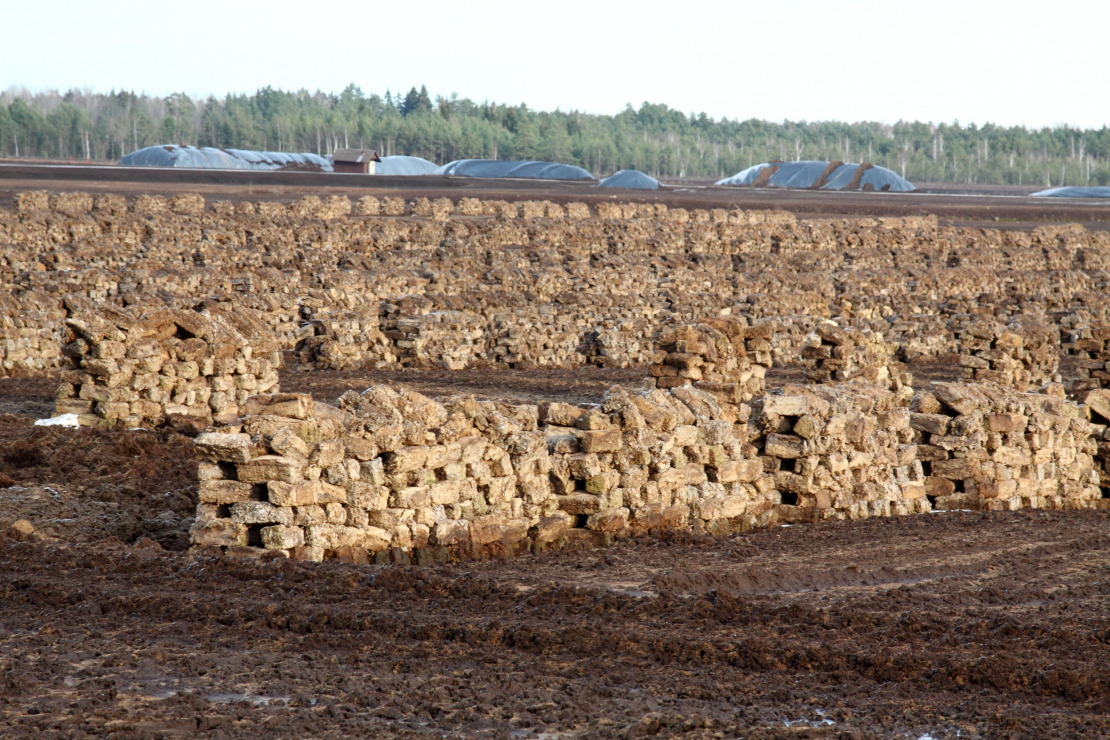 Kaigu kūdras purvs, Līvbērzes pagasts, Jelgavas novads. 